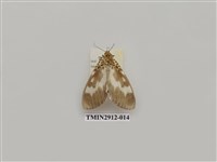 藏品(夜蛾6)的圖片